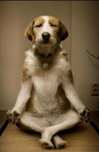 Dog-Mindfulness